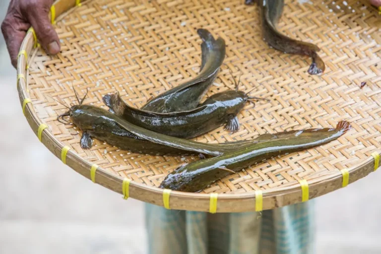 Fish Shooting Games RTP Explained: What Players Should Check